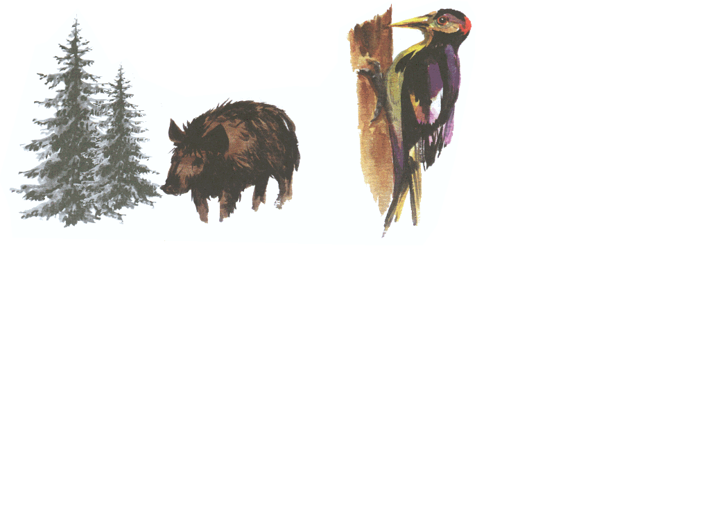 waldbuch6.gif (76228 Byte)